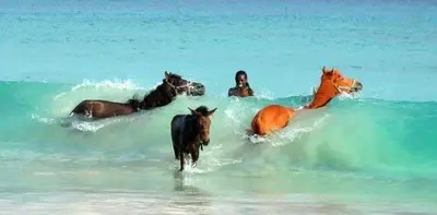 a group of horses in the ocean with a person and a woman and a dog at Ibiscus in Santa Maria