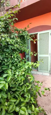 a green bush next to a building with a window at Sal Service djasal residence with pool in Santa Maria