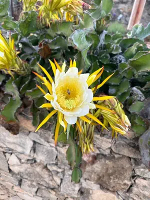 a yellow and white flower with a bee on it at B&B Mi Ma Bo, Sal Rei, Boa Vista, Cape Verde, FREE WI-FI in Sal Rei