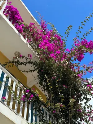 a bunch of flowers hanging from a balcony at B&B Mi Ma Bo, Sal Rei, Boa Vista, Cape Verde, FREE WI-FI in Sal Rei
