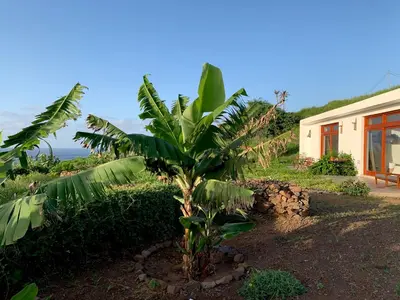a small palm tree in front of a house at Palmeira Da Cruz EcoLodge in Chã da Igreja