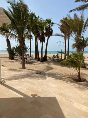 a sandy beach with palm trees and the ocean at Villa Nº 25 Alfredo Marchetti Suites on the Beach,Praia de Chaves BV in Cabeçadas