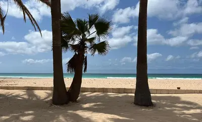 a group of palm trees on a beach with the ocean at Villa Nº25b Alfredo Marchetti suites on the beach Praia di Chaves in Cabeçadas