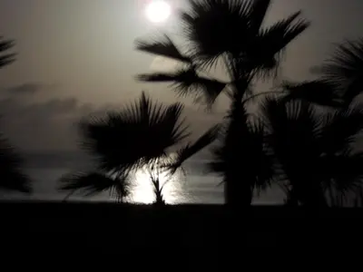 a silhouette of palm trees with the moon in the background at Villa Nº25b Alfredo Marchetti suites on the beach Praia di Chaves in Cabeçadas