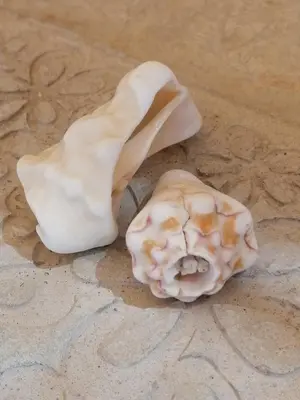 a fossil of a seashell on a table at Villa Pescadora spectacular view, luxery fisherhouse design in Sal Rei