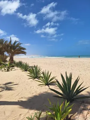 a sandy beach with palm trees and the ocean at Útulný apartmán na Praia de Chaves, Boa Vista in Sal Rei