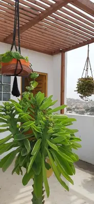 a large green plant in front of a building at Apartamento Augusta Amwilla Guesthouse in Mindelo