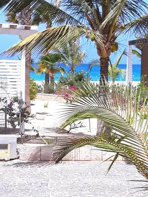 a palm tree on a beach with the ocean in the background at Beach house Agua Viva, Praia de Chaves, Boa Vista, Sal Rei, Cape Vert, 50mt spiaggia in Cabeçadas