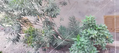 a bunch of plants in front of a wall at casa verde lucas in Mindelo