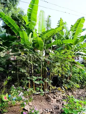 a bunch of green plants in a garden at Tiny House Ribeira Principal in Mato Correia