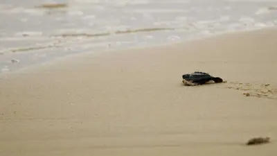 a turtle walking on the sand on the beach at Vilas na areia aparthotel in Sal Rei