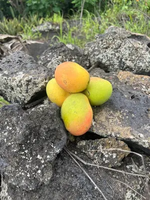 a group of fruits on rocks withgrass at Apartamento Os Bidons in Praia