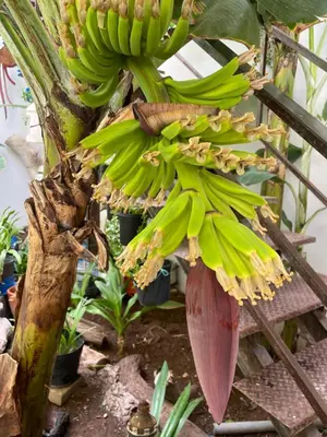 a bunch of bananas hanging from a banana tree at Casa de Poço Guest House and Gallery in Mindelo