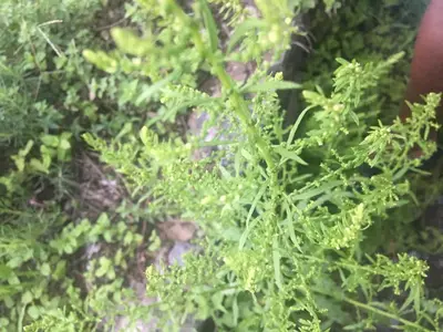 a close up of a plant with green leaves at Pousada Rural Simpatia in Caculi