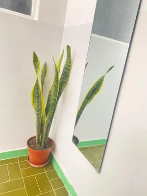 a plant in a pot next to a mirror at Best Rooms - Quarto 1 Plateau in Praia