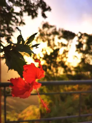 a red flower is hanging from a fence at Strela Mountain Lodge in Tarrafal