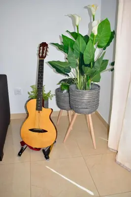 a guitar is sitting next to a potted plant at Taninho in Santa Maria