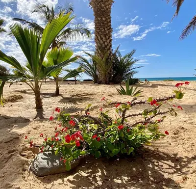 a bunch of flowers on a beach with palm trees at Vila Mare - Praia de Chaves frontline in Cabeçadas