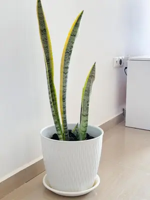a plant in a white pot sitting on a floor at 3 bedroom apt, FREE WIFI & AC, Cidadela - LCGR in Praia