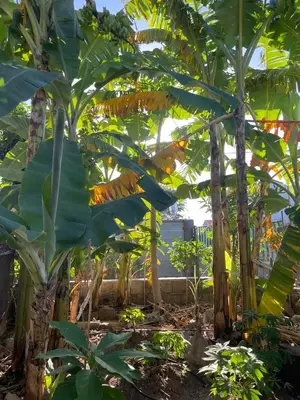 a bunch of banana trees in a garden at Casa Chiquinha in Ribeira da Prata
